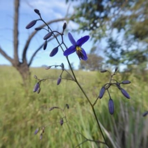 Dianella revoluta var. revoluta at Yass River, NSW - 6 Nov 2020 04:47 PM