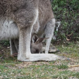 Macropus giganteus at Urila, NSW - 6 Nov 2020