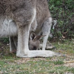 Macropus giganteus (Eastern Grey Kangaroo) at Urila, NSW - 6 Nov 2020 by bambararick