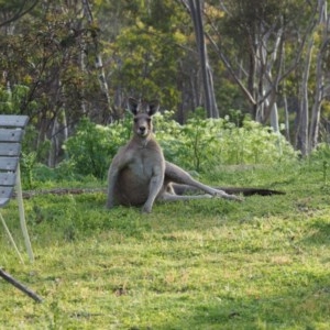 Macropus giganteus at Urila, NSW - 6 Nov 2020