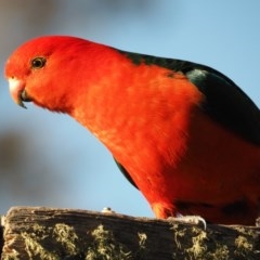 Alisterus scapularis (Australian King-Parrot) at Urila, NSW - 6 Nov 2020 by bambararick