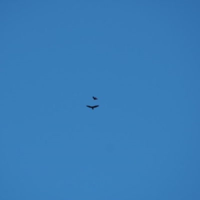 Aquila audax (Wedge-tailed Eagle) at Urila, NSW - 27 Aug 2020 by bambararick