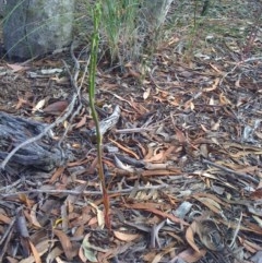 Lobelia dentata/gibbosa (Lobelia dentata or gibbosa) at Burra, NSW - 7 Jan 2011 by bambararick