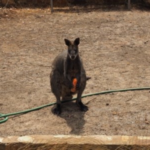 Wallabia bicolor at Urila, NSW - 19 Jan 2020