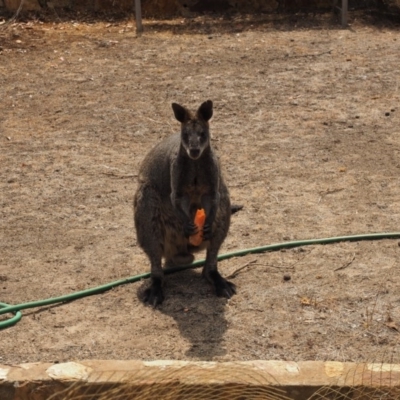 Wallabia bicolor (Swamp Wallaby) at Urila, NSW - 19 Jan 2020 by bambararick