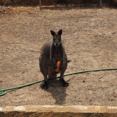 Wallabia bicolor (Swamp Wallaby) at Urila, NSW - 19 Jan 2020 by bambararick