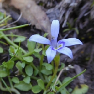 Isotoma fluviatilis subsp. australis at Yass River, NSW - 4 Nov 2020