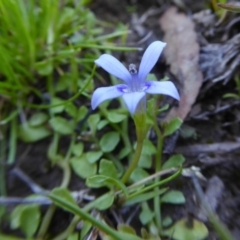 Isotoma fluviatilis subsp. australis at Yass River, NSW - 4 Nov 2020