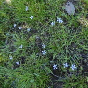 Isotoma fluviatilis subsp. australis at Yass River, NSW - 4 Nov 2020