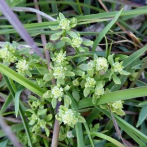 Poranthera microphylla at Yass River, NSW - 6 Nov 2020 04:50 PM