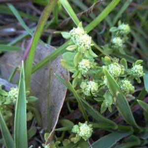 Poranthera microphylla at Yass River, NSW - 6 Nov 2020 04:50 PM