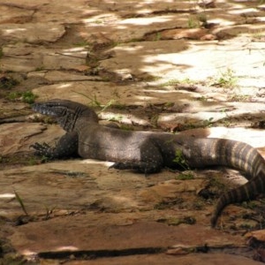 Varanus rosenbergi at Urila, NSW - 28 Dec 2014