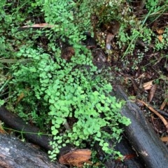 Adiantum aethiopicum (Common Maidenhair Fern) at Wee Jasper, NSW - 5 Nov 2020 by SimoneC