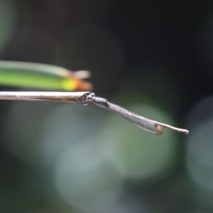 Austrolestes sp. (genus) at Cook, ACT - 1 Nov 2020 12:35 PM