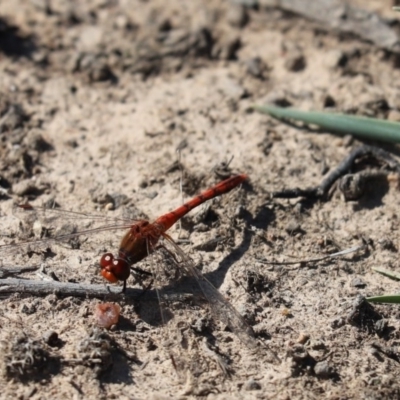 Diplacodes bipunctata (Wandering Percher) at Throsby, ACT - 9 Apr 2020 by Tammy