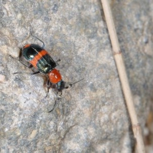 Dicranolaius bellulus at Molonglo River Reserve - 1 Nov 2020