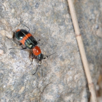 Dicranolaius bellulus (Red and Blue Pollen Beetle) at Molonglo River Reserve - 1 Nov 2020 by liuzhh22