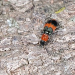 Dicranolaius bellulus at Molonglo River Reserve - 1 Nov 2020