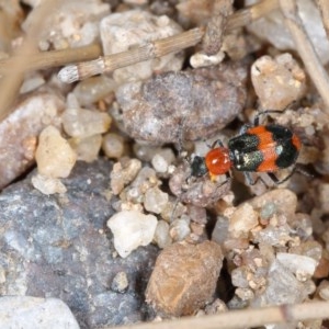 Dicranolaius bellulus at Molonglo River Reserve - 1 Nov 2020