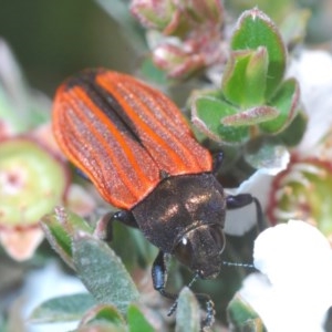 Castiarina erythroptera at Lower Boro, NSW - 6 Nov 2020