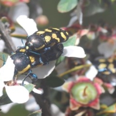 Castiarina octospilota (A Jewel Beetle) at Lower Boro, NSW - 6 Nov 2020 by Harrisi