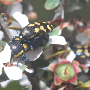 Castiarina octospilota at Lower Boro, NSW - 6 Nov 2020