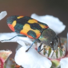 Castiarina sexplagiata (Jewel beetle) at Lower Boro, NSW - 6 Nov 2020 by Harrisi