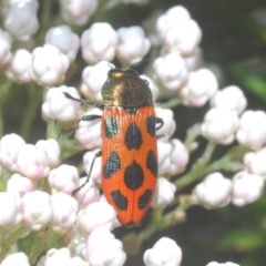 Castiarina octomaculata (A jewel beetle) at Lower Boro, NSW - 6 Nov 2020 by Harrisi