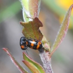 Aporocera sp. (genus) (Unidentified Aporocera leaf beetle) at Lower Boro, NSW - 6 Nov 2020 by Harrisi