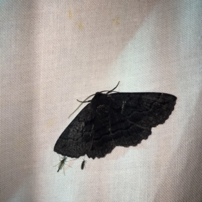 Melanodes anthracitaria (Black Geometrid) at Sullivans Creek, Lyneham North - 5 Nov 2020 by TristanSmith