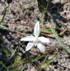 Glossodia major (Wax Lip Orchid) at Paddys River, ACT - 15 Oct 2020 by Ranger788