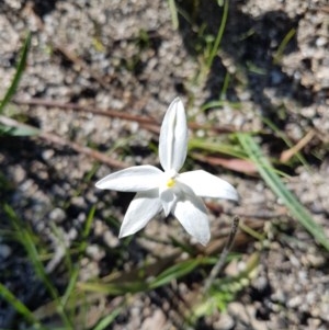 Glossodia major at Paddys River, ACT - suppressed