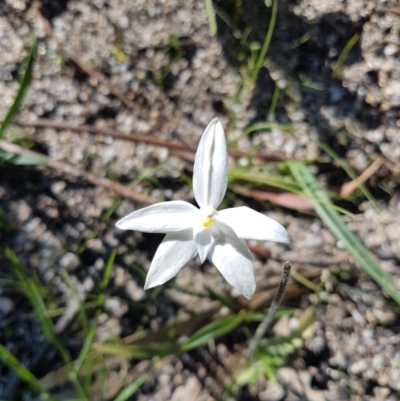 Glossodia major (Wax Lip Orchid) at Paddys River, ACT - 15 Oct 2020 by Ranger788