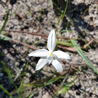 Glossodia major (Wax Lip Orchid) at Tidbinbilla Nature Reserve - 14 Oct 2020 by Ranger788