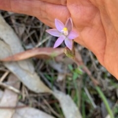 Thelymitra (Genus) (Sun Orchid) at Wee Jasper, NSW - 2 Nov 2020 by SimoneC