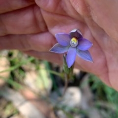 Thelymitra (Genus) (Sun Orchid) at Wee Jasper, NSW - 3 Nov 2020 by SimoneC