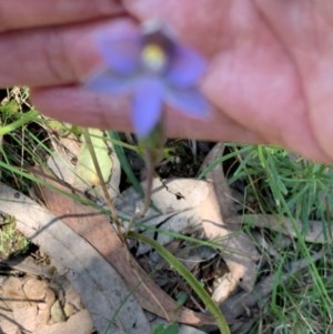 Thelymitra sp. at Wee Jasper, NSW - suppressed