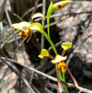 Diuris sulphurea at Wee Jasper, NSW - suppressed