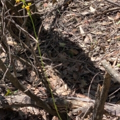 Diuris sulphurea at Wee Jasper, NSW - suppressed