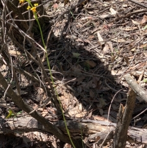 Diuris sulphurea at Wee Jasper, NSW - suppressed