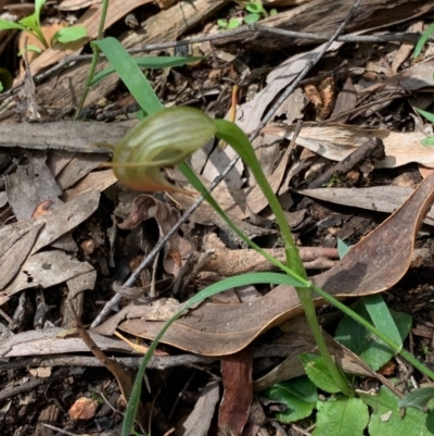 Pterostylis nutans (Nodding Greenhood) at Wee Jasper, NSW - 2 Nov 2020 by SimoneC