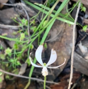 Caladenia ustulata at Wee Jasper, NSW - 2 Nov 2020