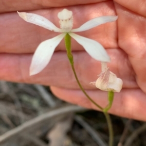 Caladenia ustulata at Wee Jasper, NSW - 2 Nov 2020