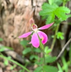 Caladenia carnea (Pink Fingers) at Wee Jasper, NSW - 2 Nov 2020 by SimoneC