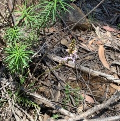 Stylidium sp. (Trigger Plant) at Wee Jasper, NSW - 2 Nov 2020 by SimoneC