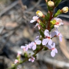 Stylidium sp. at Wee Jasper, NSW - 2 Nov 2020 03:08 PM