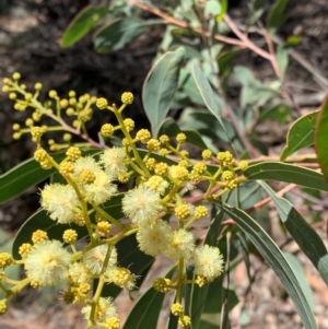 Acacia falciformis at Wee Jasper, NSW - 2 Nov 2020