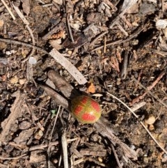 Paropsisterna fastidiosa (Eucalyptus leaf beetle) at Murrumbateman, NSW - 10 Oct 2020 by SimoneC