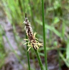 Eleocharis (genus) (Spike-rush) at Murrumbateman, NSW - 5 Oct 2020 by SimoneC