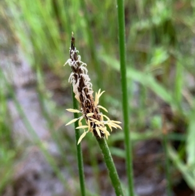 Eleocharis (genus) (Spike-rush) at Murrumbateman, NSW - 5 Oct 2020 by SimoneC